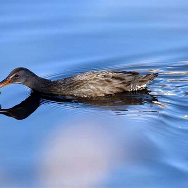 Is the California clapper rail an omnivore?