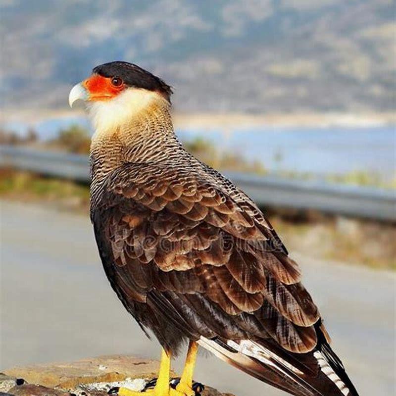 Is the caracara a carnivore?