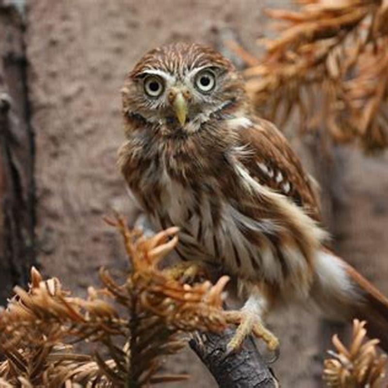 Is the ferruginous pygmy owl a carnivore?
