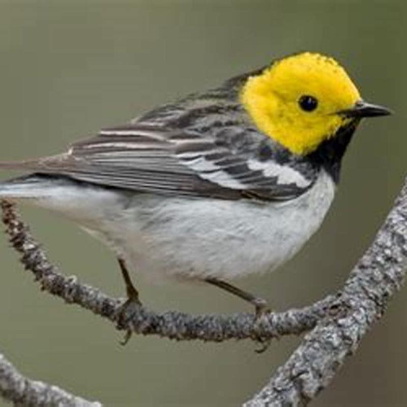 Is the hermit warbler a species?