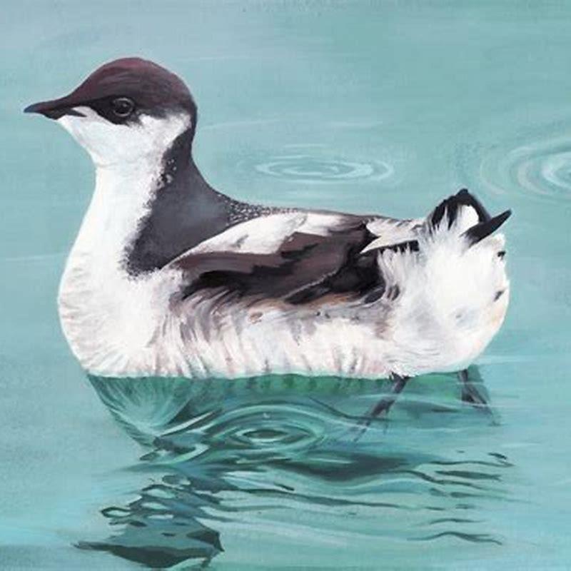 Is the Marbled Murrelet a carnivore?