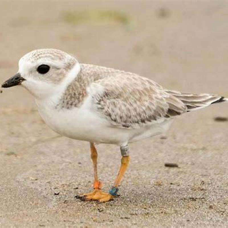 Is the piping plover a carnivore?