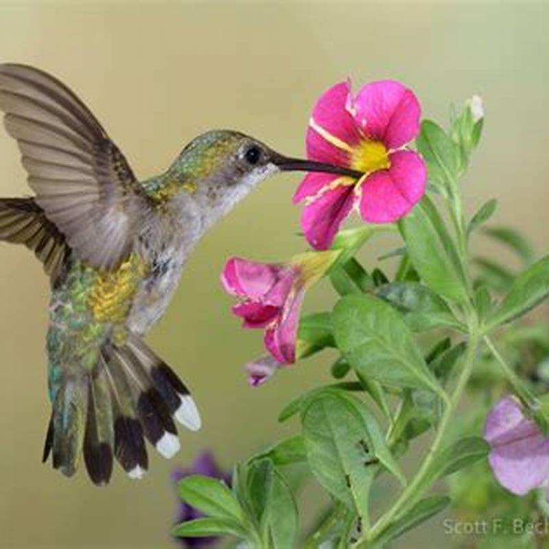 Is the Ruby-throated Hummingbird endangered?
