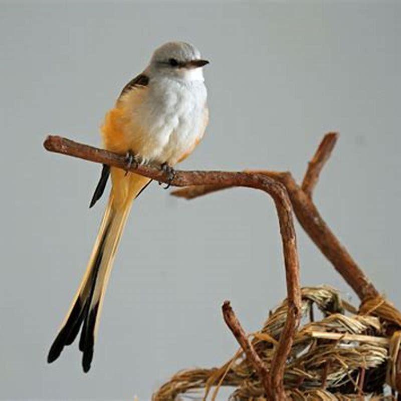 Is the scissor-tailed flycatcher endangered?