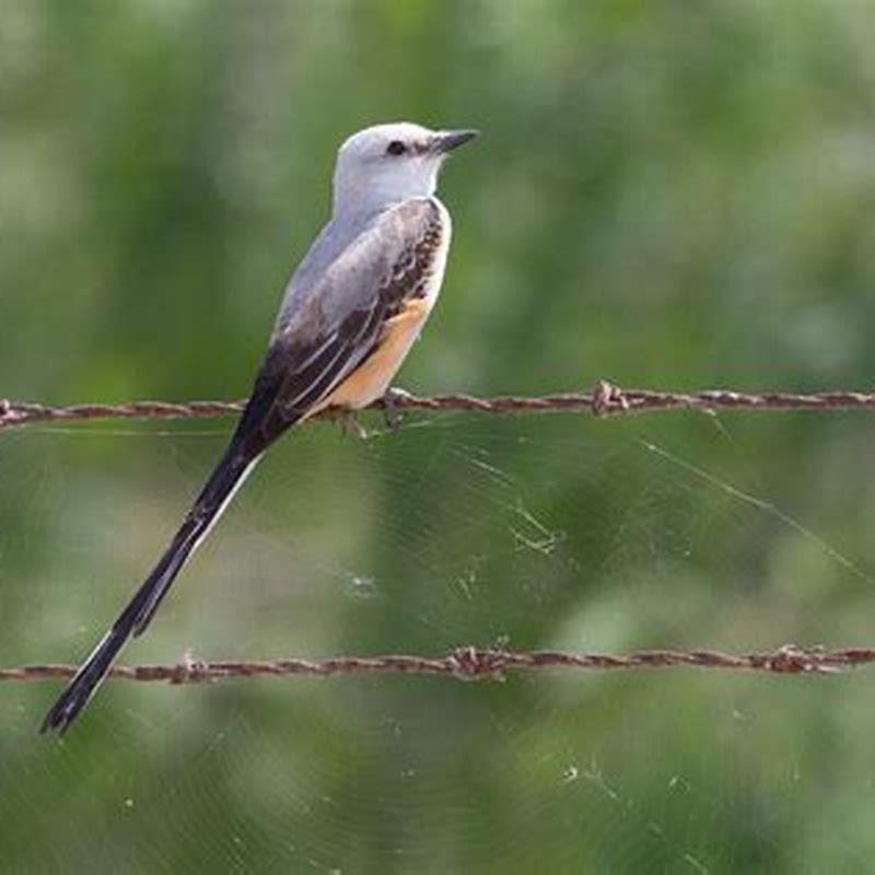 Is the scissor-tailed flycatcher rare?