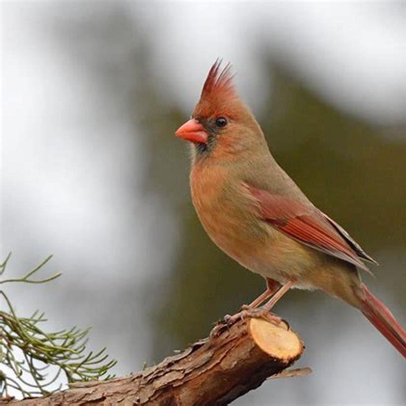 Is there a bird that looks like a female cardinal?