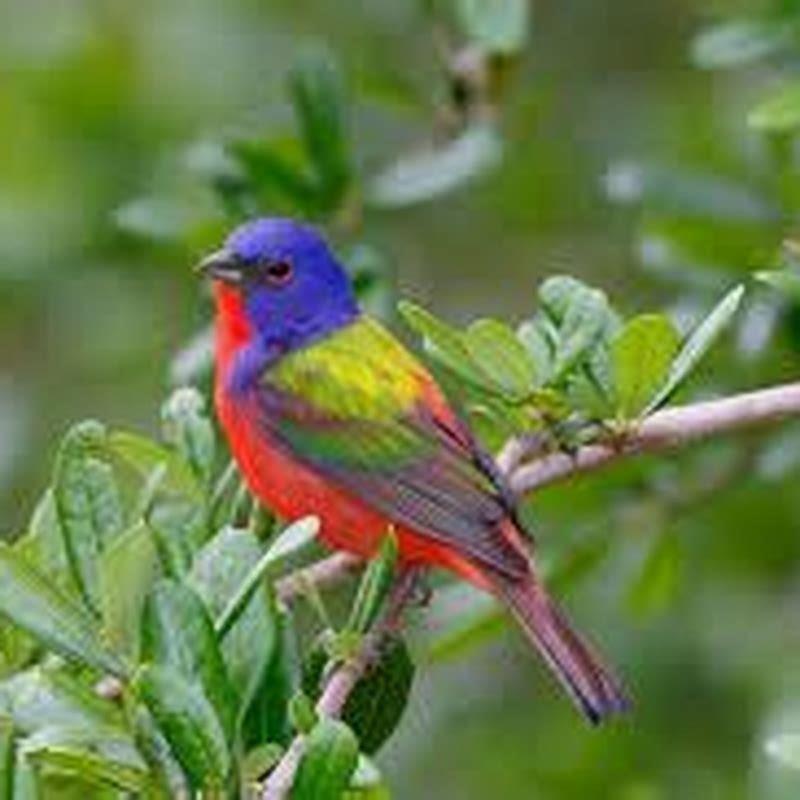 Is there a color that birds are attracted to?