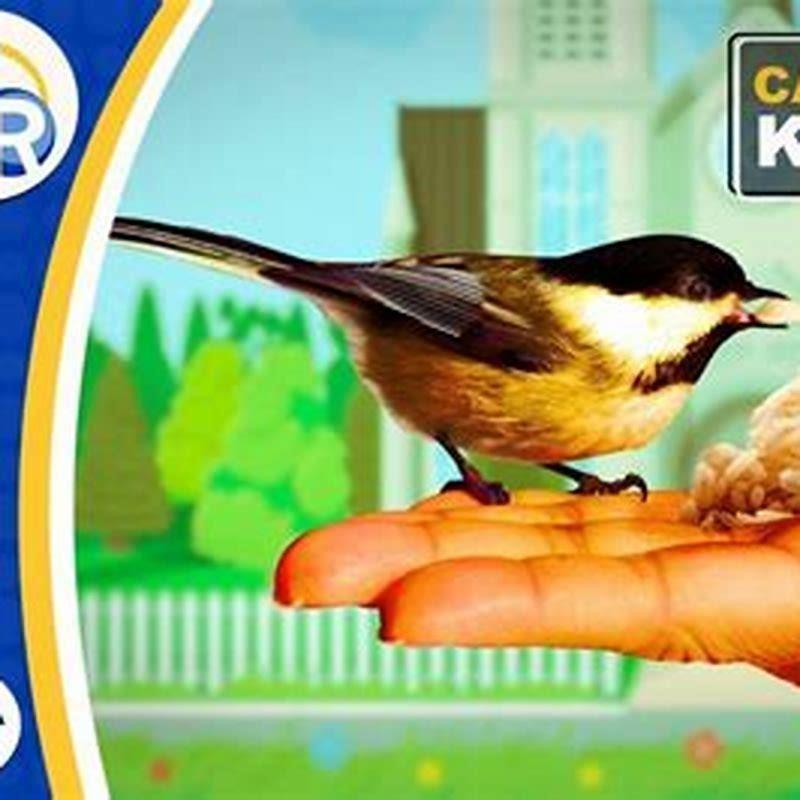Is uncooked rice good for birds?