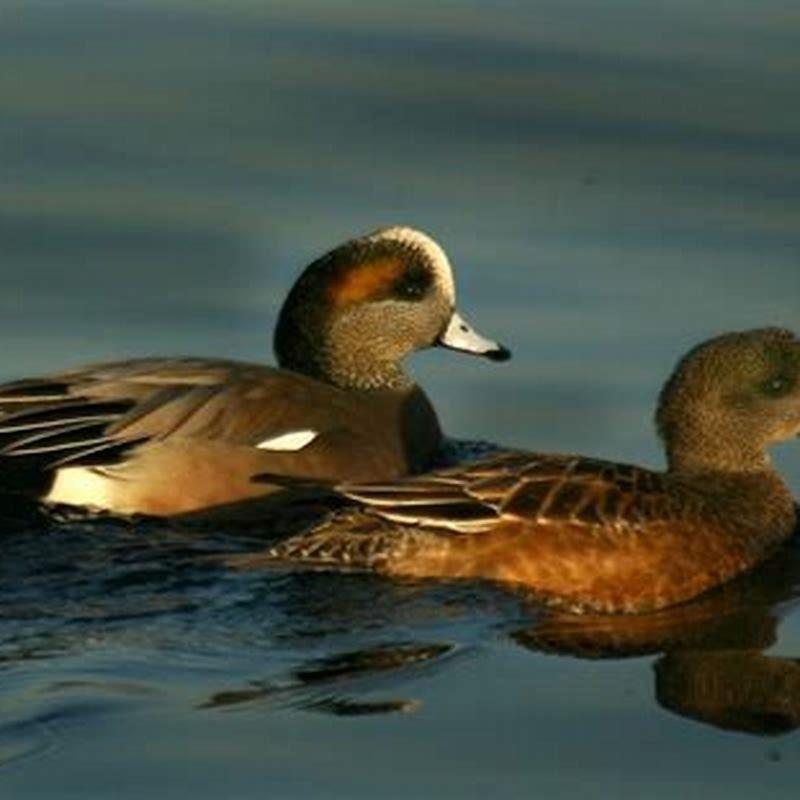 Is wigeon good eating?
