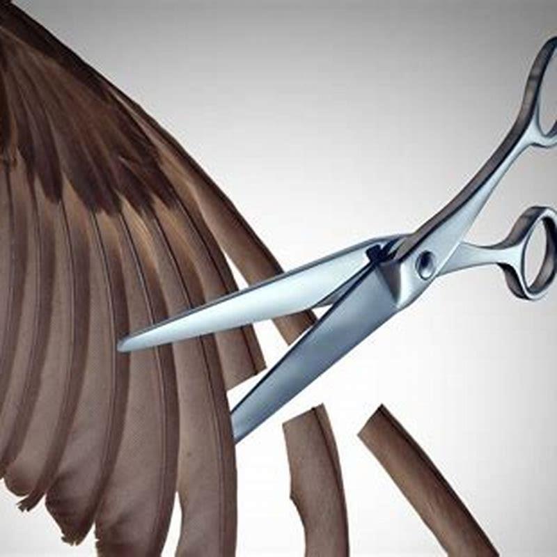Should I get my birds wings clipped?
