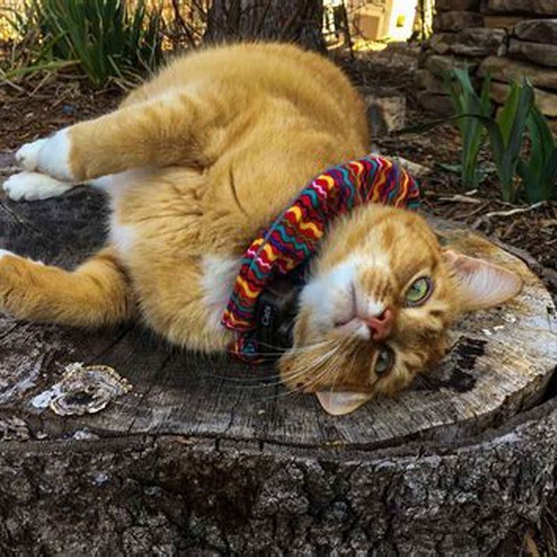 Should I punish my cat for killing birds?