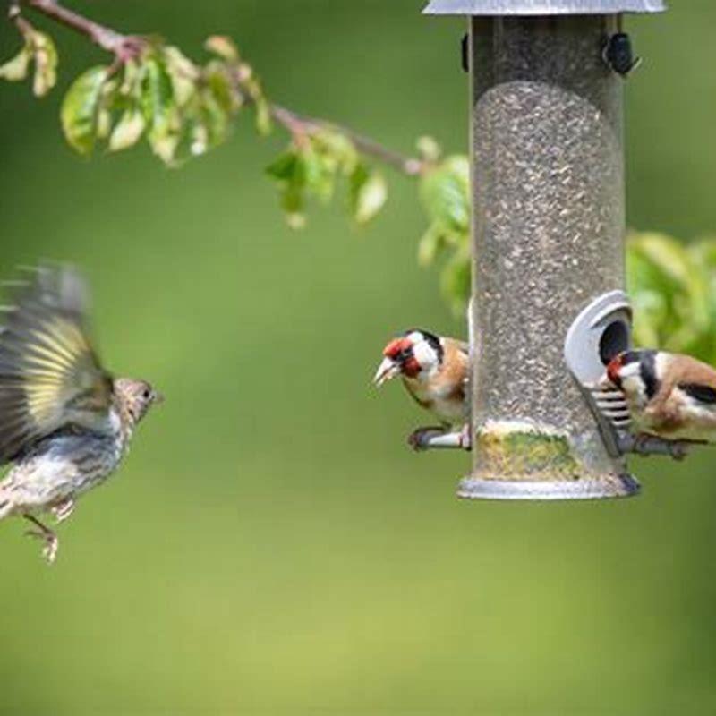 Should I take my bird feeder down NJ?