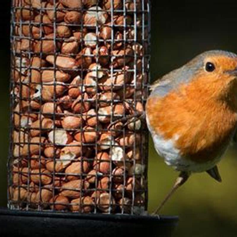Should you feed the birds in the summertime?