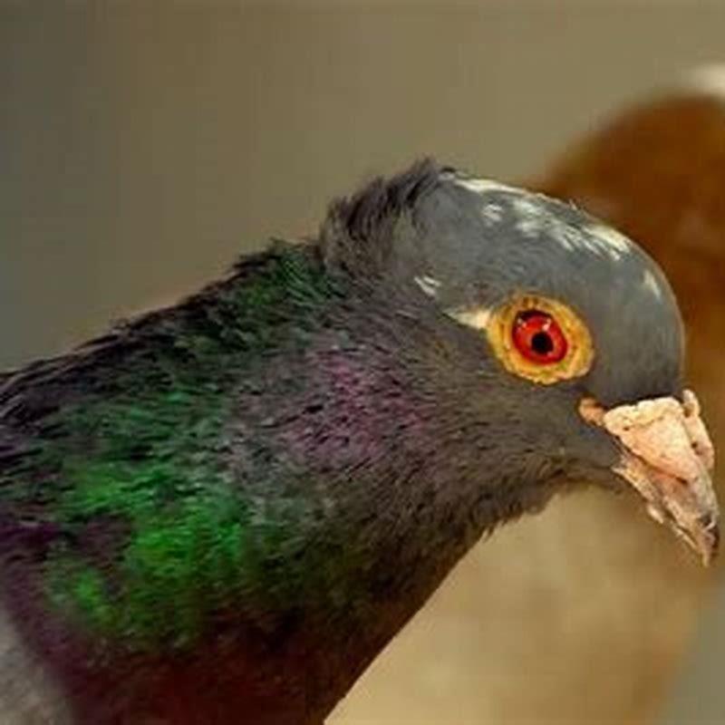 What animal does a pigeon eat?