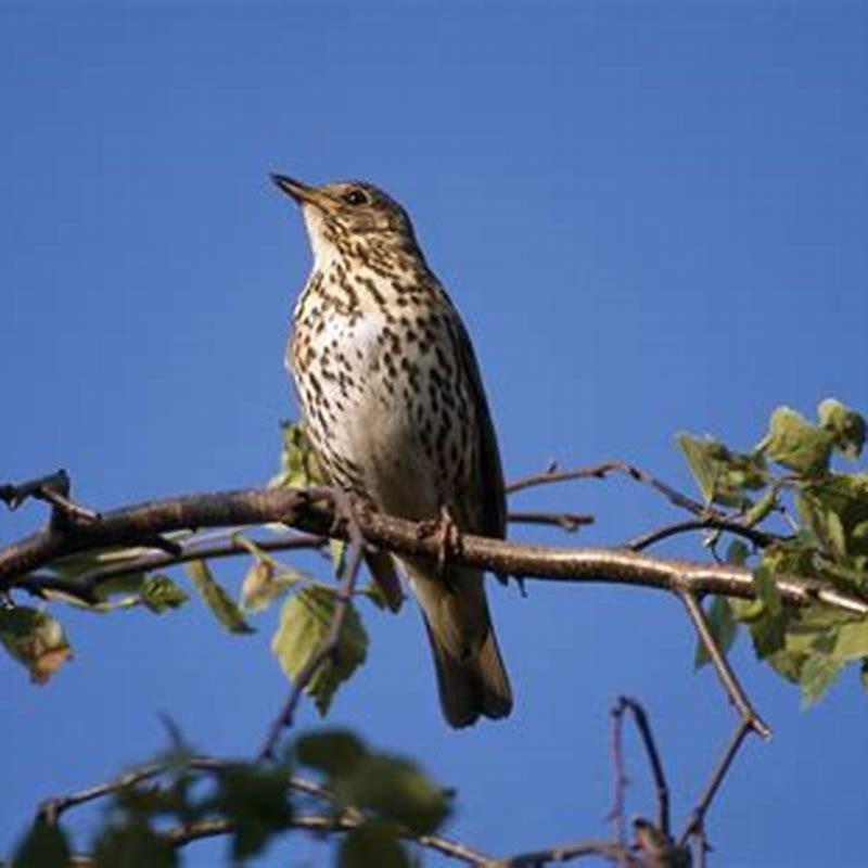 What animal eats thrush? - DIY Seattle