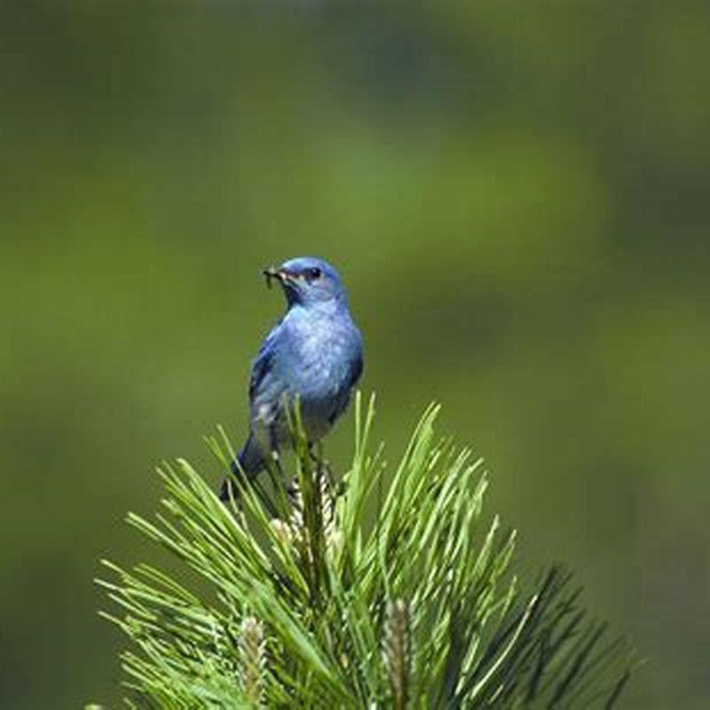 What animals eat Mountain Bluebirds?