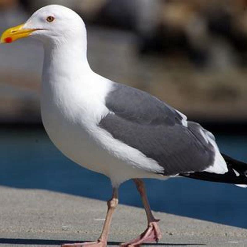 What animals eat western gulls? - DIY Seattle