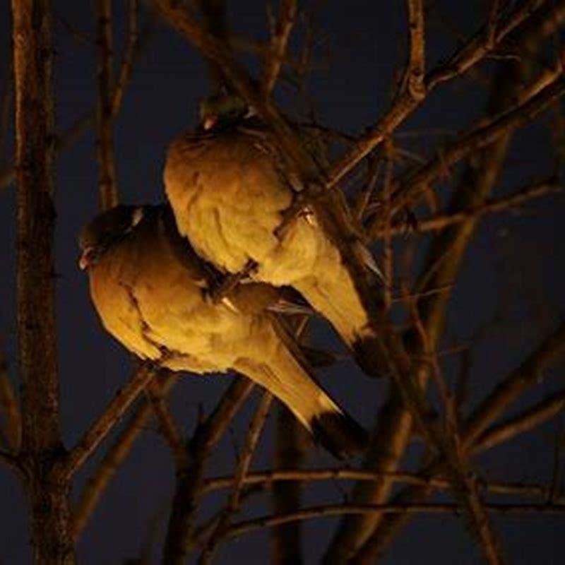 What are birds doing at night?