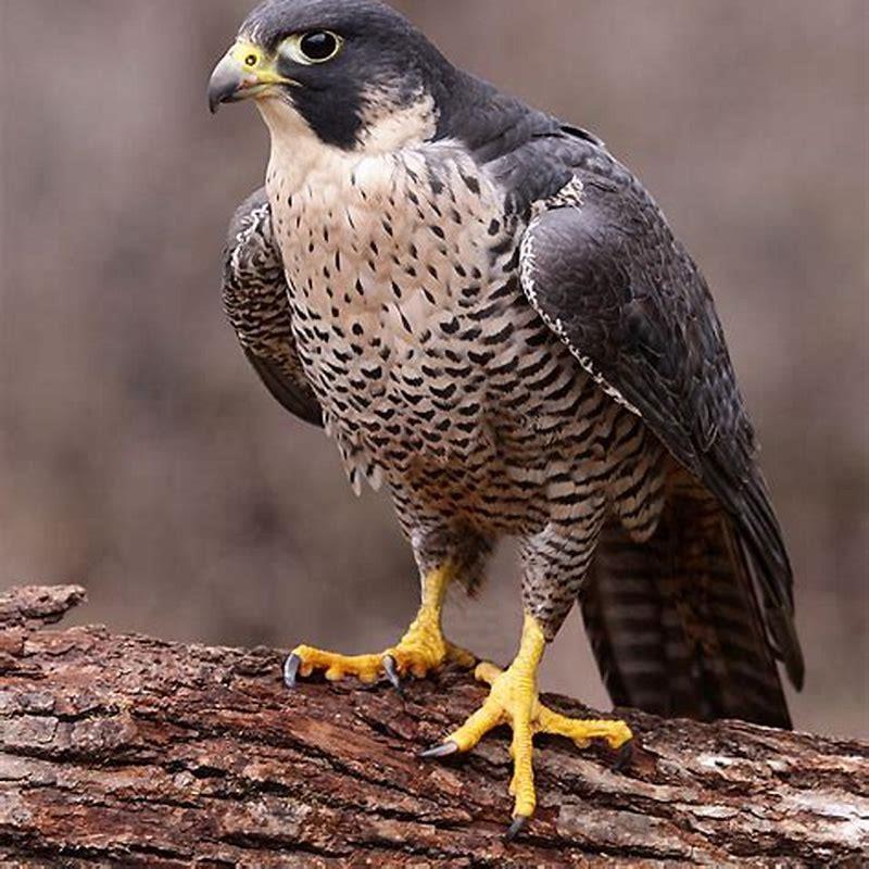 What are birds predators?