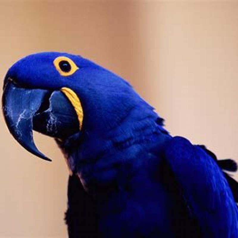 What are blue parrots called?