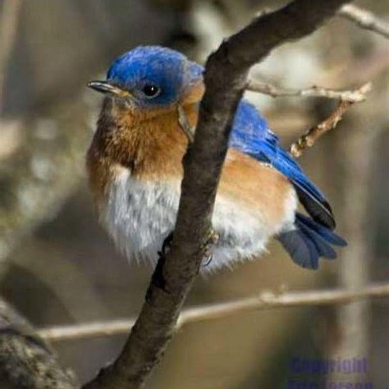 What are bluebirds favorite food?