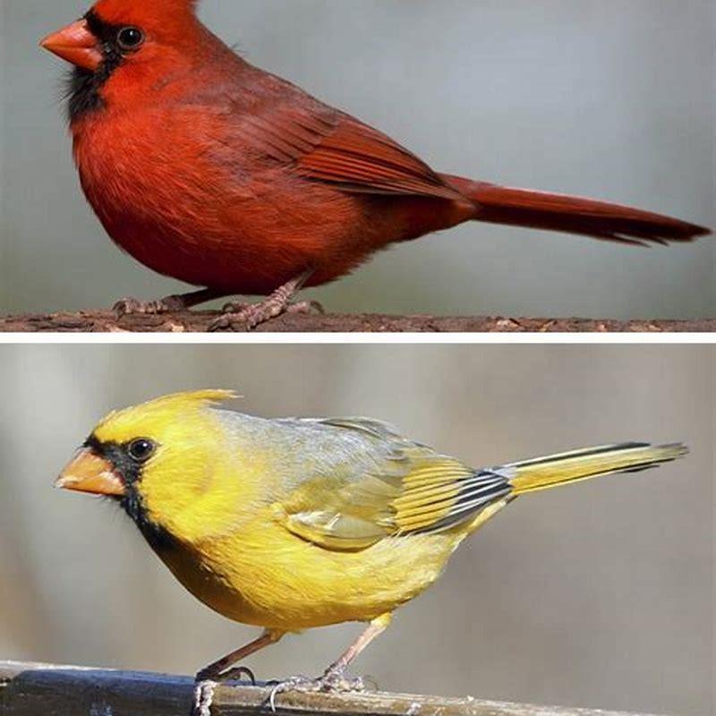 what-are-different-types-of-red-birds-diy-seattle