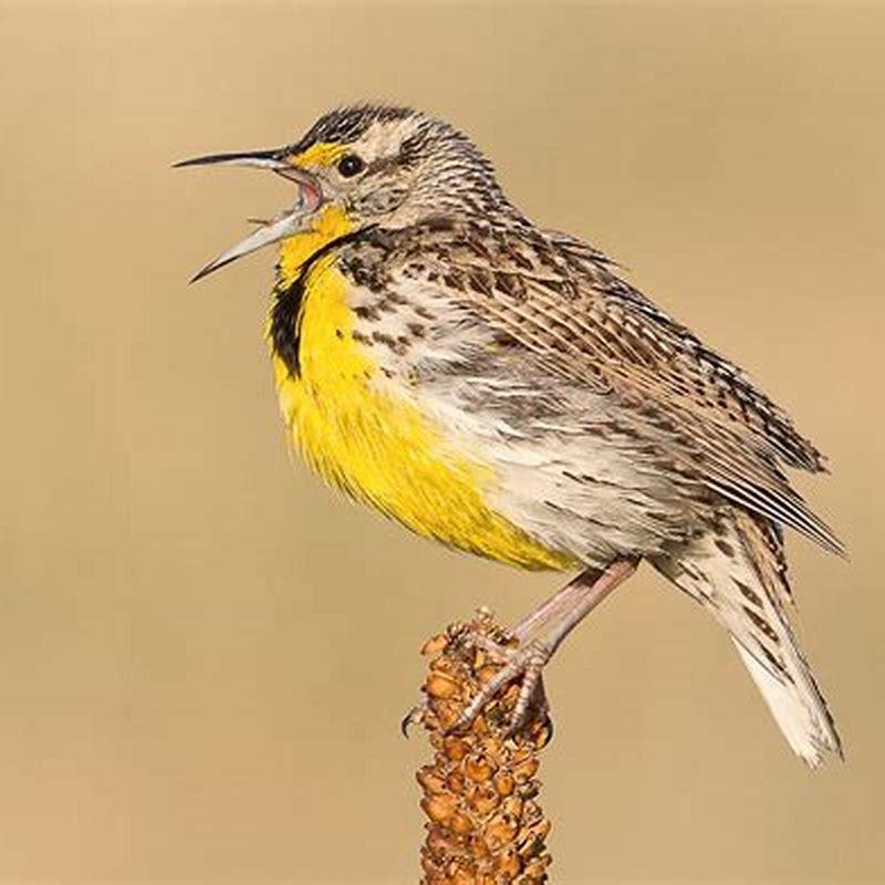What are meadowlarks known for?