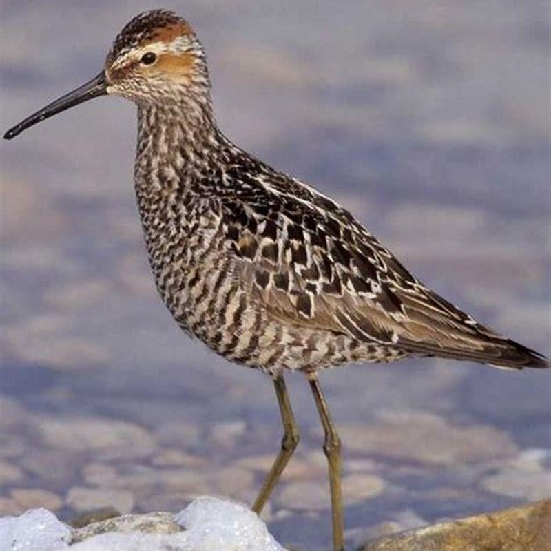 What are Sandpipers prey?