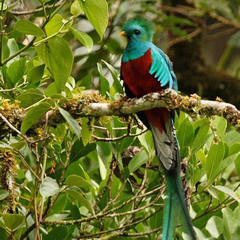 What are the benefits of birds?