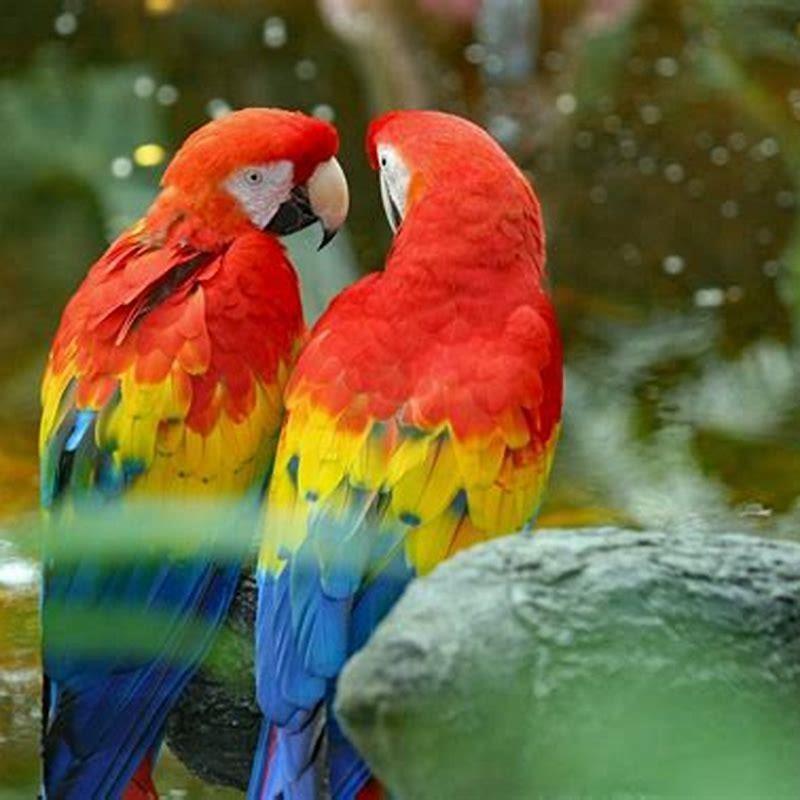 what-are-the-colorful-parrot-called-diy-seattle