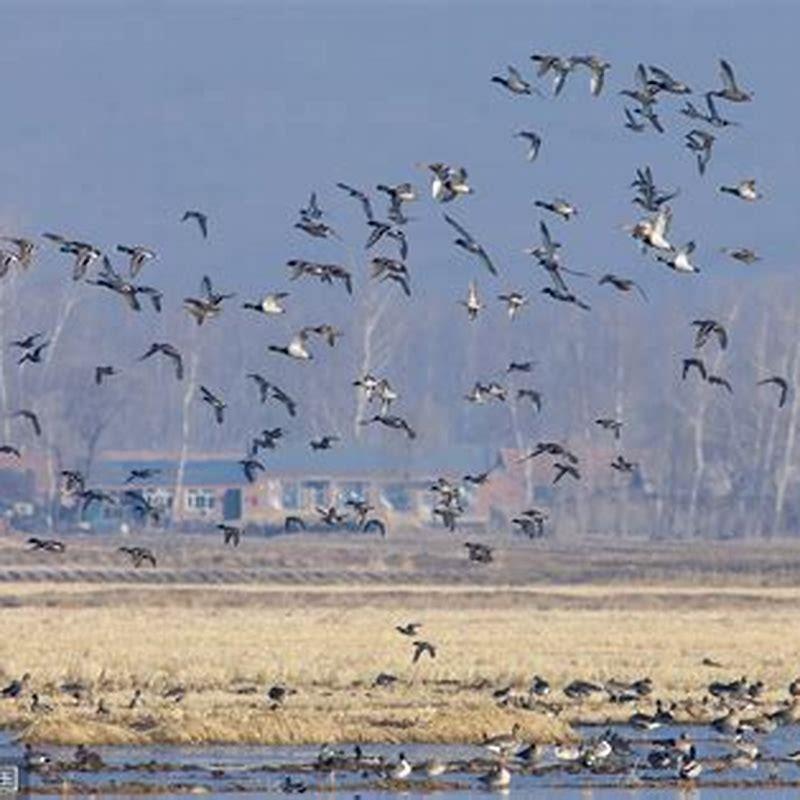 What are the first birds to return in the spring?