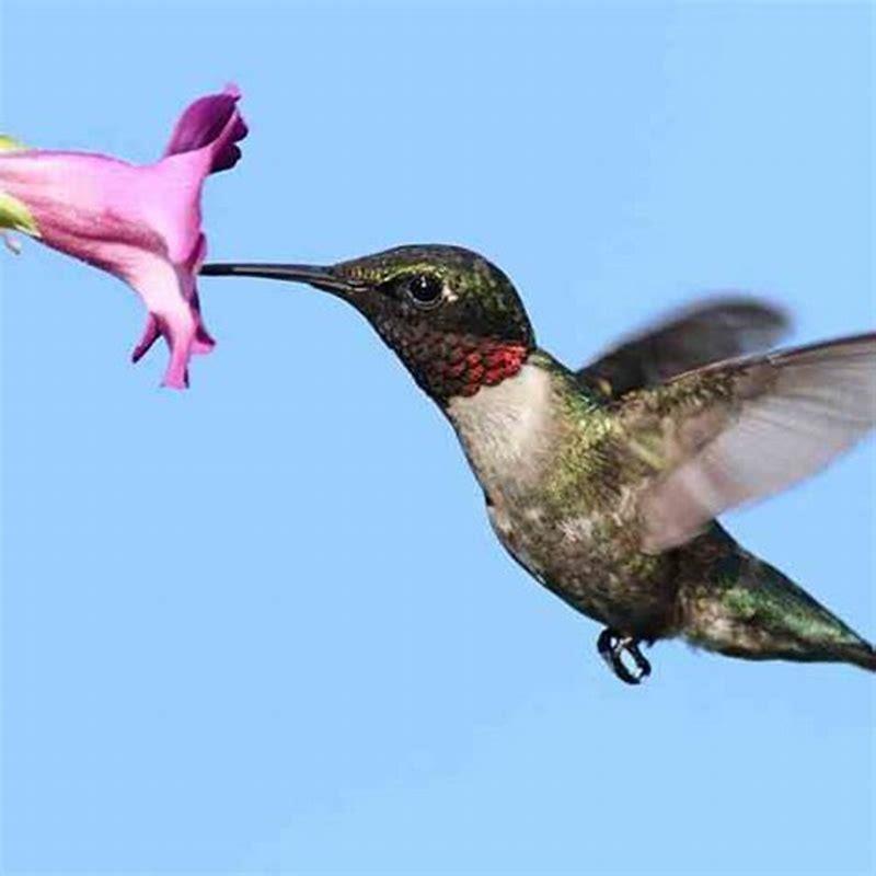What are the most important bird families pollinators?