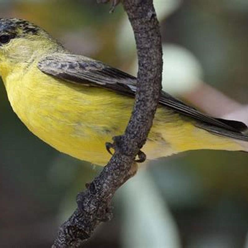 what-are-the-names-of-yellow-and-black-birds-diy-seattle