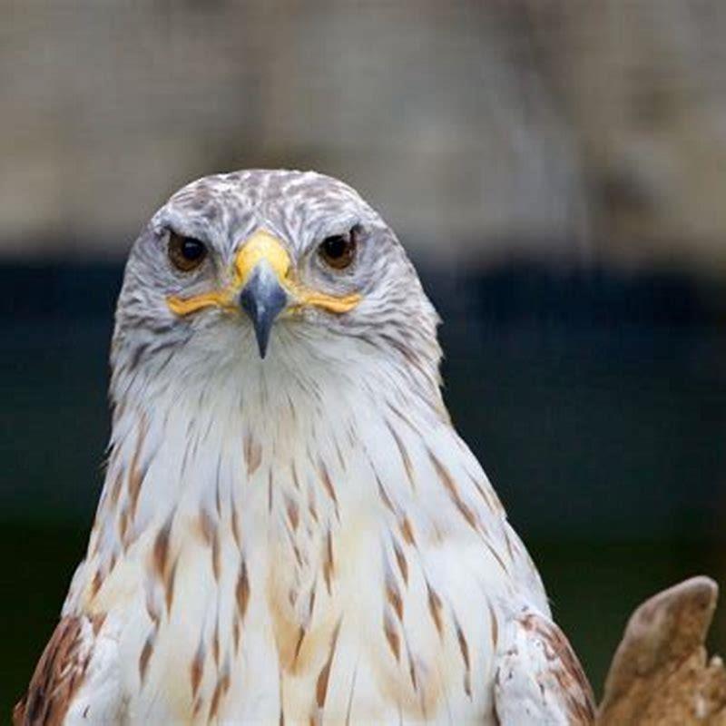 What are the three types of hawks?