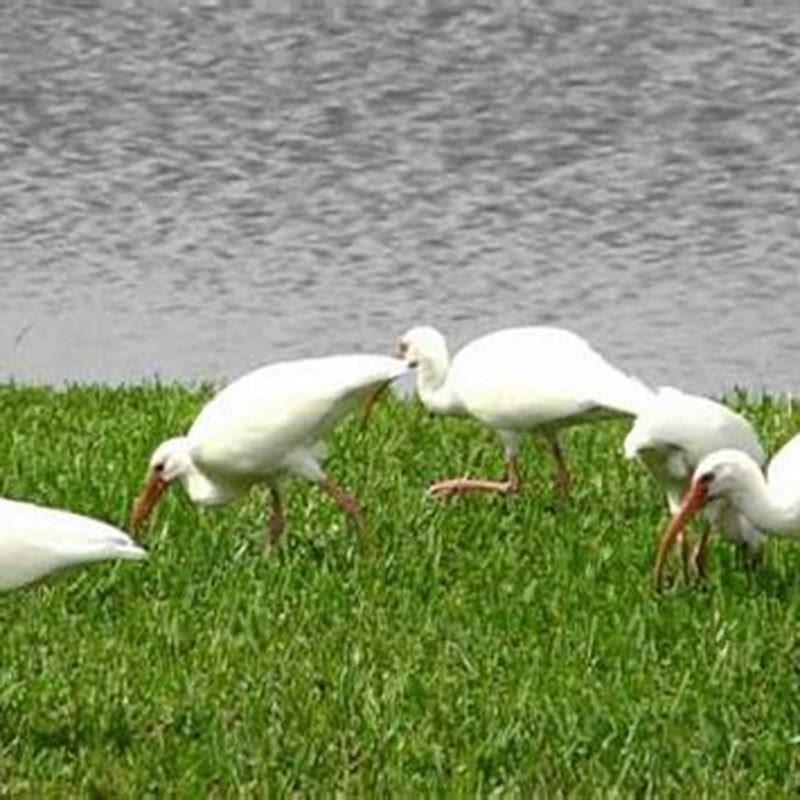 what-are-the-white-ibis-eating-in-my-yard-diy-seattle