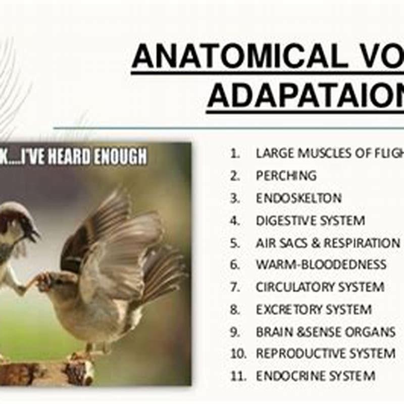 What are three adaptations for flight in birds?