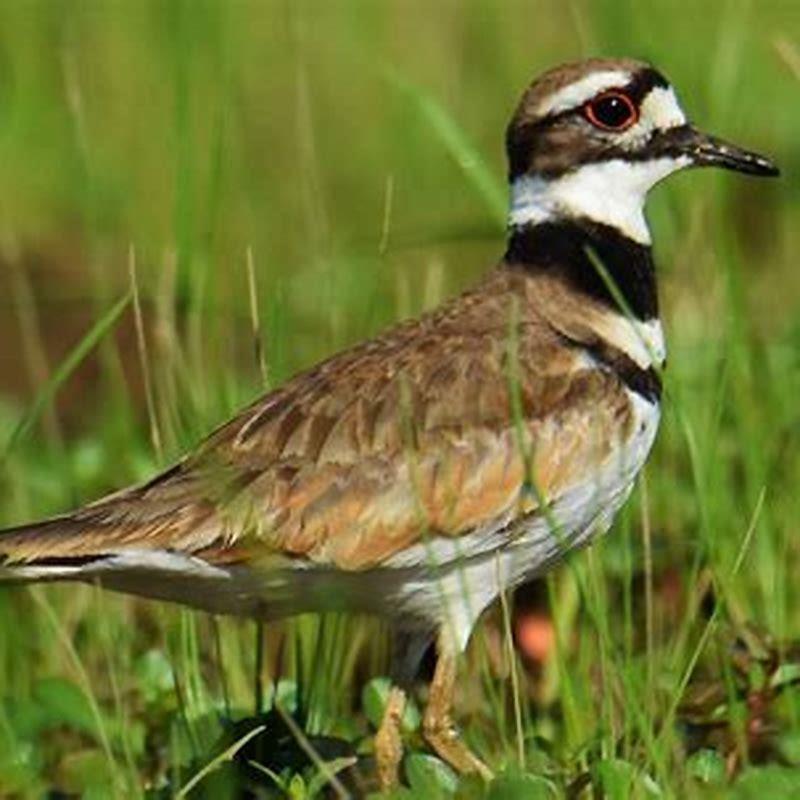What attracts Killdeer birds?