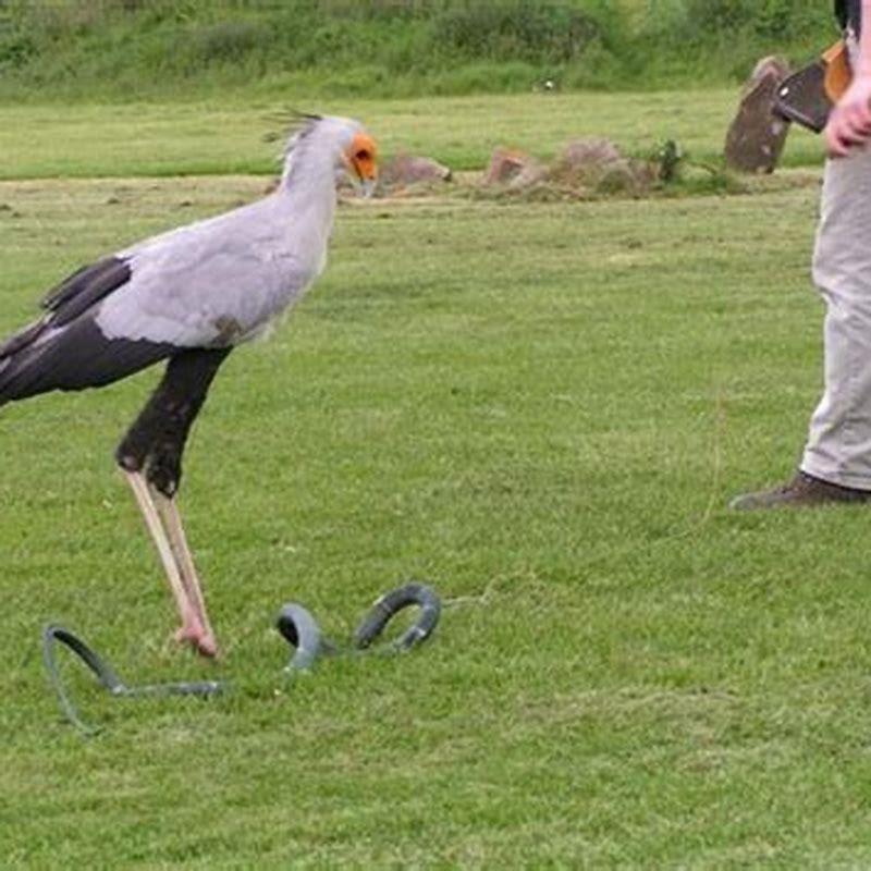 What bird can kill a snake?