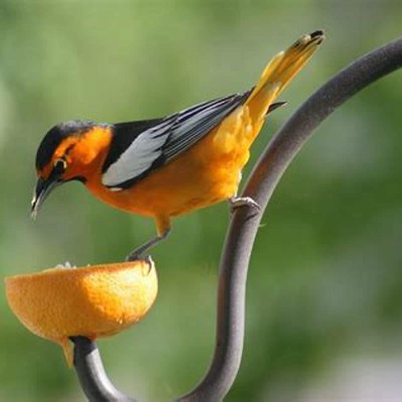 What bird does oranges attract?