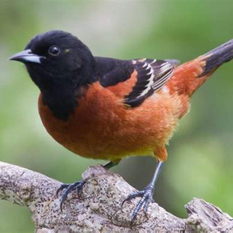 What bird is black with orange chest?
