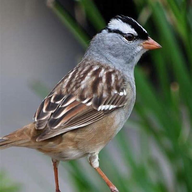 What bird is sparrow based on?