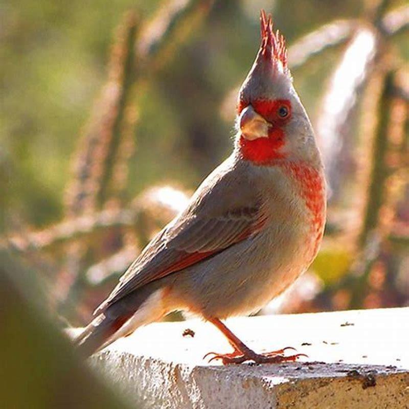 What bird looks similar to a male cardinal?