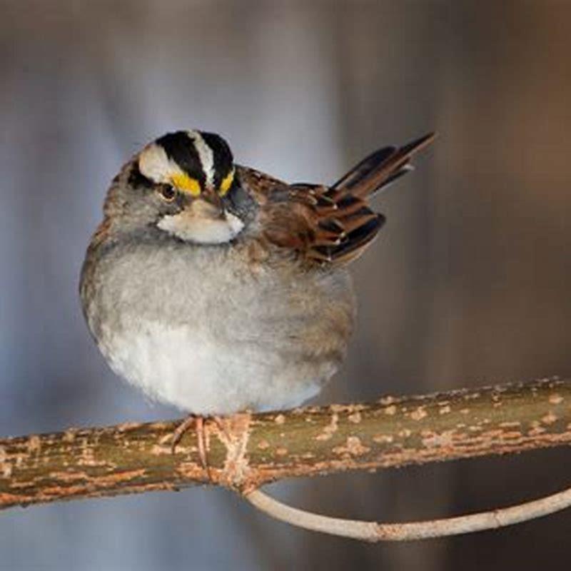 What bird migrates in the winter?