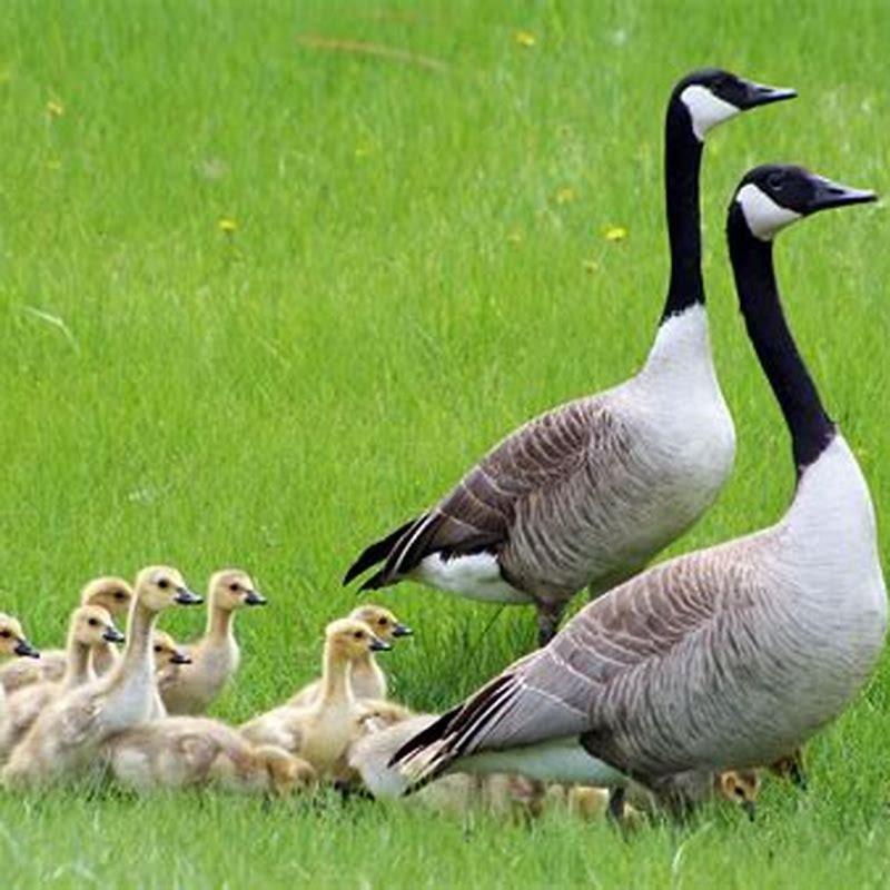 What bird picks a mate for life?