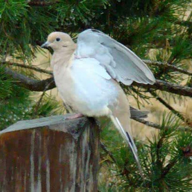 What bird sings at dawn and dusk?