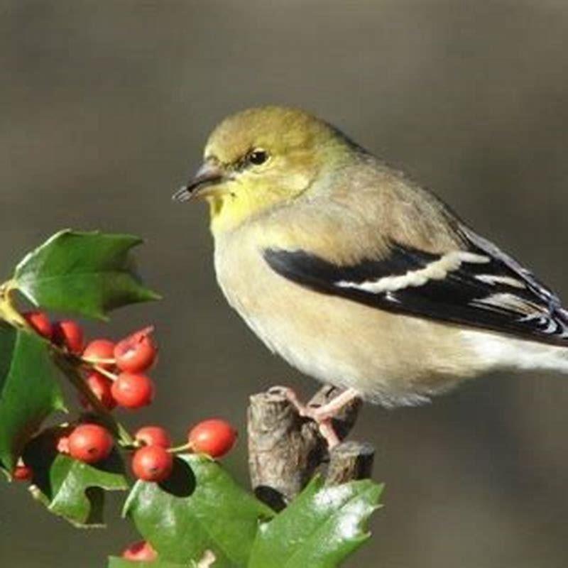 What birds are attracted to holly bushes? - DIY Seattle