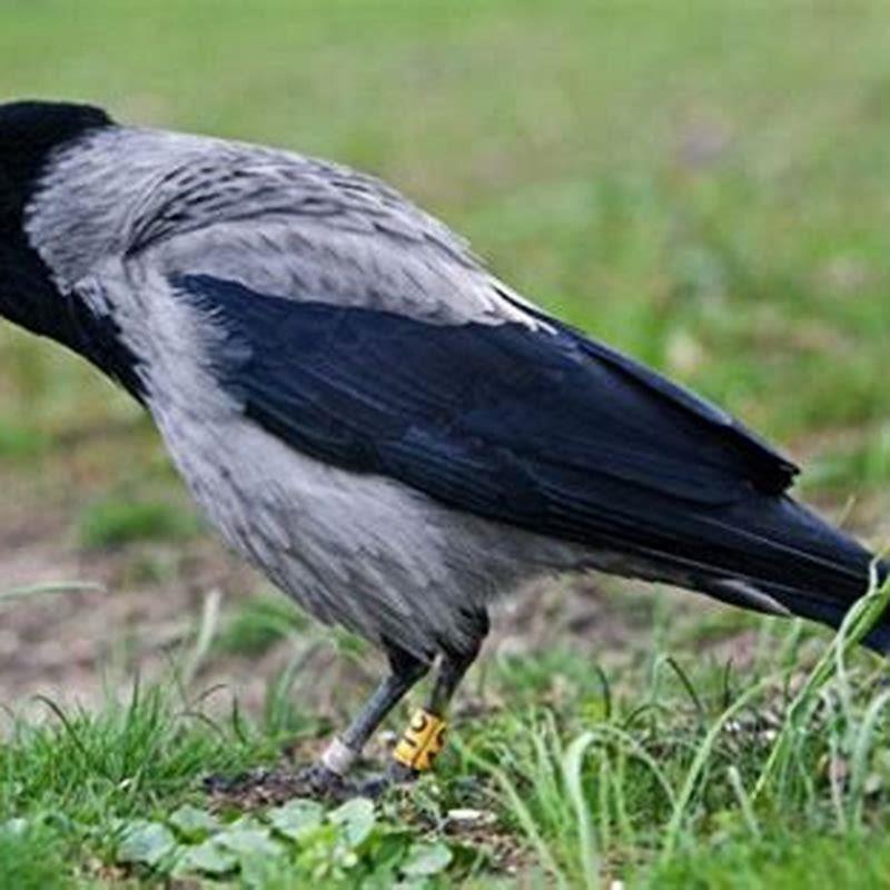 What birds are related in the crow family?