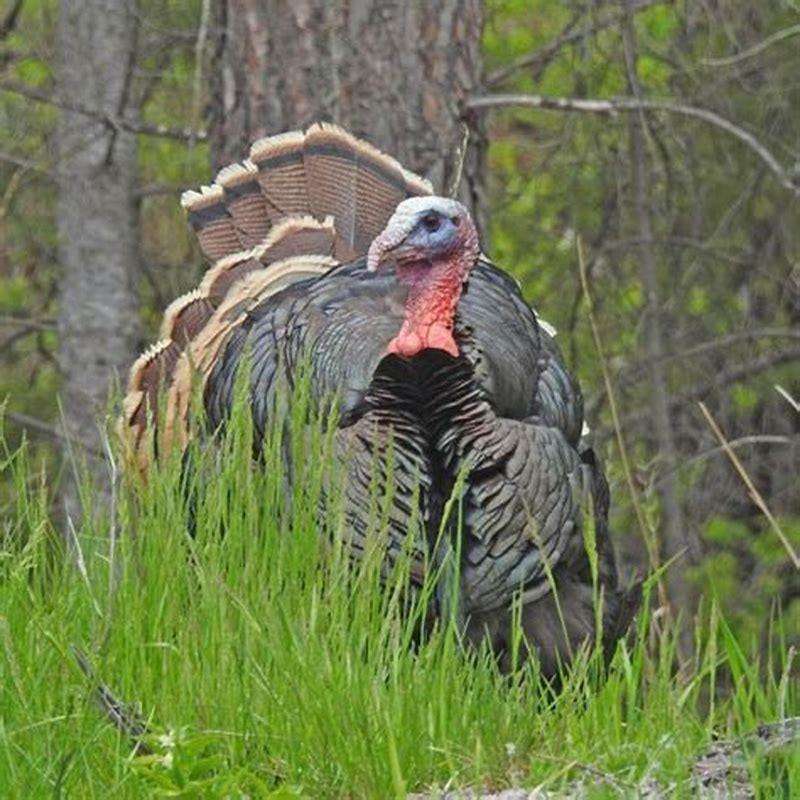 What birds are related to turkey’s?