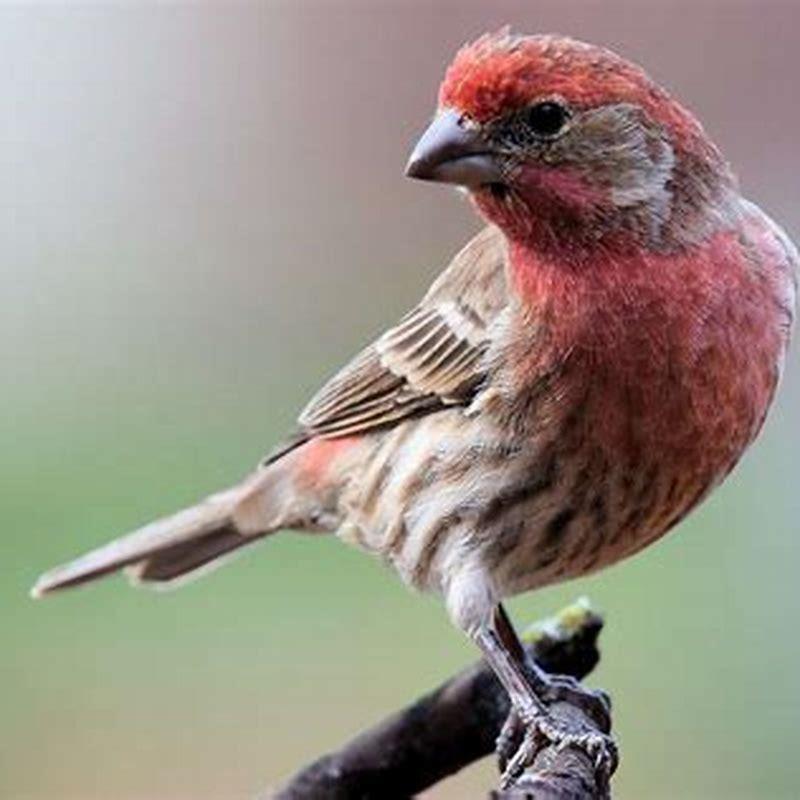 What birds are similar to finches?