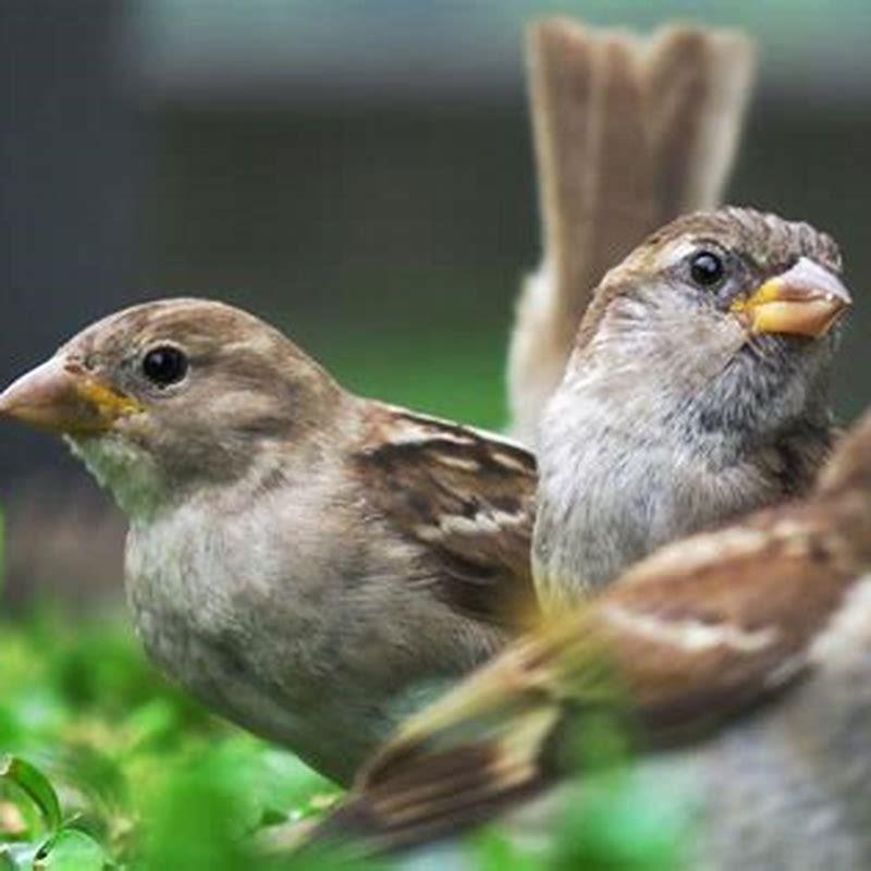 What birds are sparrows afraid of? - DIY Seattle